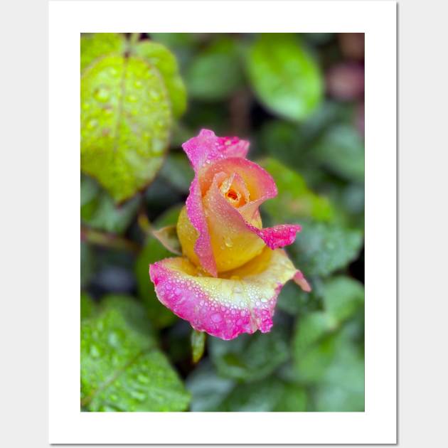 Multicolored Rose in Spring Rain Wall Art by Nicholas Lee